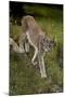 Scandinavia, Finland. Lynx Lynx, European Lynx Walking in Forest-David Slater-Mounted Photographic Print