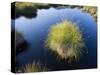 Scandinavia, Norway, Rondane, National-Park, Lake, Rush-Plant-Rainer Mirau-Stretched Canvas