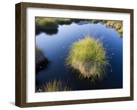 Scandinavia, Norway, Rondane, National-Park, Lake, Rush-Plant-Rainer Mirau-Framed Photographic Print