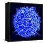 Scanning Electron Micrograph of a Human T Cell-Stocktrek Images-Framed Stretched Canvas