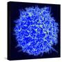 Scanning Electron Micrograph of a Human T Cell-Stocktrek Images-Stretched Canvas