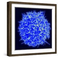 Scanning Electron Micrograph of a Human T Cell-Stocktrek Images-Framed Photographic Print