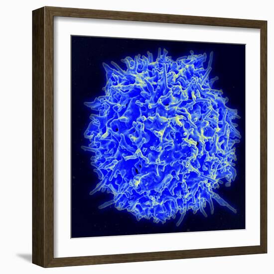 Scanning Electron Micrograph of a Human T Cell-Stocktrek Images-Framed Photographic Print