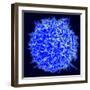 Scanning Electron Micrograph of a Human T Cell-Stocktrek Images-Framed Photographic Print