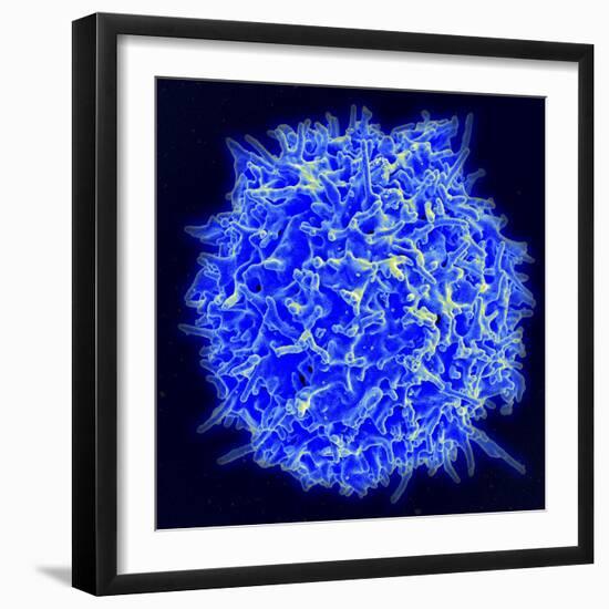 Scanning Electron Micrograph of a Human T Cell-Stocktrek Images-Framed Photographic Print