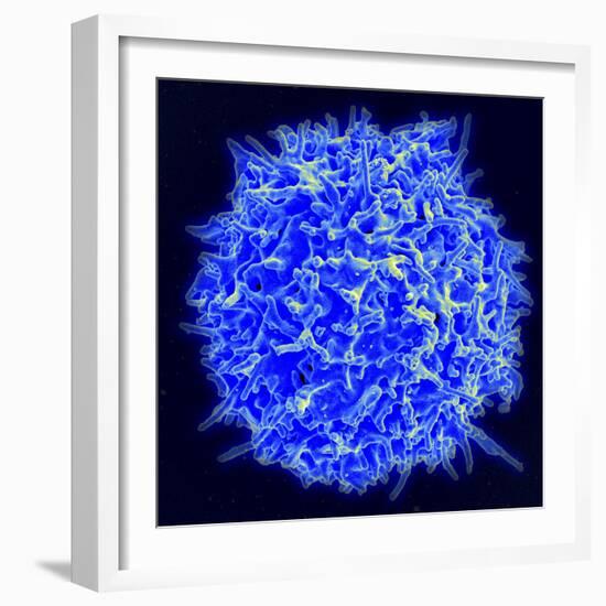 Scanning Electron Micrograph of a Human T Cell-Stocktrek Images-Framed Photographic Print