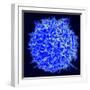 Scanning Electron Micrograph of a Human T Cell-Stocktrek Images-Framed Photographic Print