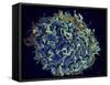 Scanning Electron Micrograph of Hiv Particles Infecting a Human H9 T Cell-Stocktrek Images-Framed Stretched Canvas