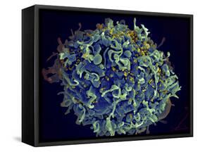 Scanning Electron Micrograph of Hiv Particles Infecting a Human H9 T Cell-Stocktrek Images-Framed Stretched Canvas