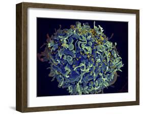 Scanning Electron Micrograph of Hiv Particles Infecting a Human H9 T Cell-Stocktrek Images-Framed Photographic Print