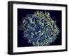 Scanning Electron Micrograph of Hiv Particles Infecting a Human H9 T Cell-Stocktrek Images-Framed Photographic Print