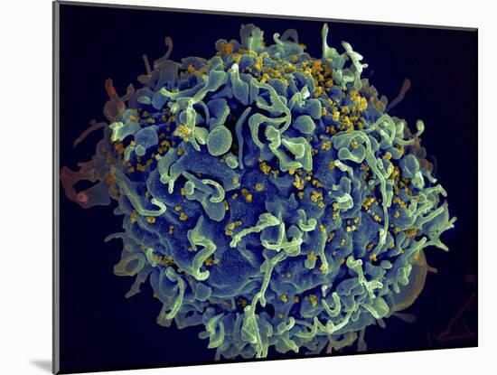 Scanning Electron Micrograph of Hiv Particles Infecting a Human H9 T Cell-Stocktrek Images-Mounted Photographic Print