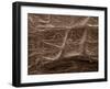 Scanning Electron Micrograph (Sem): Mycorrhiza-null-Framed Photographic Print