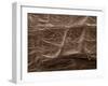 Scanning Electron Micrograph (Sem): Mycorrhiza-null-Framed Photographic Print