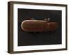 Scanning Electron Micrograph (Sem): Powderpost Beetle-null-Framed Photographic Print