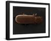 Scanning Electron Micrograph (Sem): Powderpost Beetle-null-Framed Photographic Print