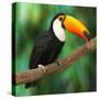 Toucan (Ramphastos Toco) Sitting on Tree Branch in Tropical Forest or Jungle - Photographic Print, 16x16