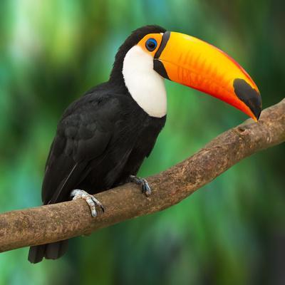 Toucan (Ramphastos Toco) Sitting on Tree Branch in Tropical Forest or Jungle - Photographic Print, 16x16