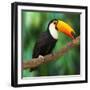 Toucan (Ramphastos Toco) Sitting on Tree Branch in Tropical Forest or Jungle - Photographic Print, 16x16