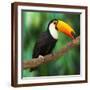 Toucan (Ramphastos Toco) Sitting on Tree Branch in Tropical Forest or Jungle - Photographic Print, 16x16