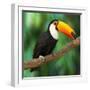 Toucan (Ramphastos Toco) Sitting on Tree Branch in Tropical Forest or Jungle - Photographic Print, 16x16
