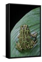 Scaphiophryne Madagascariensis (Madagascar Rain Frog)-Paul Starosta-Framed Stretched Canvas