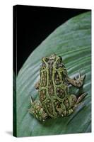 Scaphiophryne Madagascariensis (Madagascar Rain Frog)-Paul Starosta-Stretched Canvas