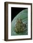 Scaphiophryne Madagascariensis (Madagascar Rain Frog)-Paul Starosta-Framed Photographic Print