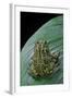 Scaphiophryne Madagascariensis (Madagascar Rain Frog)-Paul Starosta-Framed Photographic Print