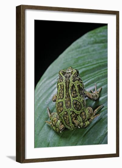 Scaphiophryne Madagascariensis (Madagascar Rain Frog)-Paul Starosta-Framed Photographic Print