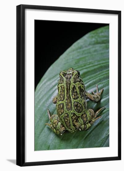 Scaphiophryne Madagascariensis (Madagascar Rain Frog)-Paul Starosta-Framed Photographic Print