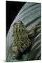 Scaphiophryne Madagascariensis (Madagascar Rain Frog)-Paul Starosta-Mounted Photographic Print