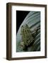 Scaphiophryne Madagascariensis (Madagascar Rain Frog)-Paul Starosta-Framed Photographic Print