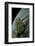 Scaphiophryne Madagascariensis (Madagascar Rain Frog)-Paul Starosta-Framed Photographic Print