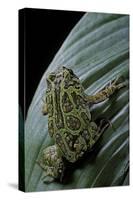 Scaphiophryne Madagascariensis (Madagascar Rain Frog)-Paul Starosta-Stretched Canvas