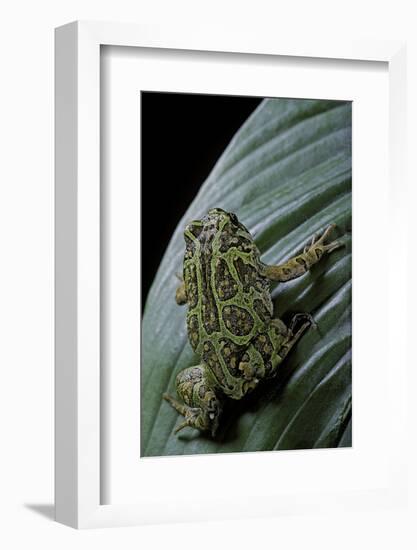 Scaphiophryne Madagascariensis (Madagascar Rain Frog)-Paul Starosta-Framed Photographic Print