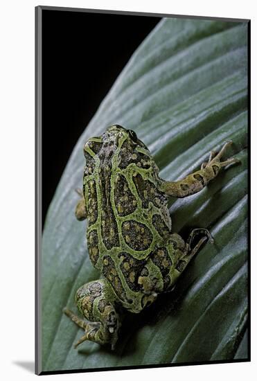 Scaphiophryne Madagascariensis (Madagascar Rain Frog)-Paul Starosta-Mounted Photographic Print