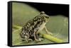 Scaphiopus Couchii (Couch's Spadefoot Toad)-Paul Starosta-Framed Stretched Canvas