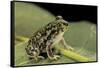 Scaphiopus Couchii (Couch's Spadefoot Toad)-Paul Starosta-Framed Stretched Canvas