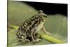 Scaphiopus Couchii (Couch's Spadefoot Toad)-Paul Starosta-Stretched Canvas