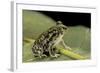 Scaphiopus Couchii (Couch's Spadefoot Toad)-Paul Starosta-Framed Photographic Print