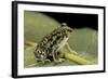 Scaphiopus Couchii (Couch's Spadefoot Toad)-Paul Starosta-Framed Photographic Print