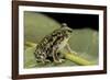 Scaphiopus Couchii (Couch's Spadefoot Toad)-Paul Starosta-Framed Photographic Print