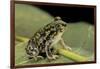 Scaphiopus Couchii (Couch's Spadefoot Toad)-Paul Starosta-Framed Photographic Print