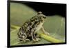 Scaphiopus Couchii (Couch's Spadefoot Toad)-Paul Starosta-Framed Photographic Print