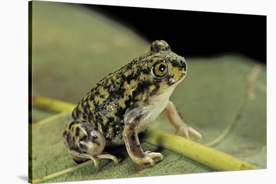 Scaphiopus Couchii (Couch's Spadefoot Toad)-Paul Starosta-Stretched Canvas
