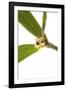 Scaphyglottis Prolifera.Petal-Fabio Petroni-Framed Photographic Print