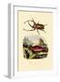 Scarab Beetle, 1833-39-null-Framed Giclee Print
