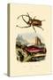 Scarab Beetle, 1833-39-null-Stretched Canvas