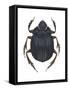 Scarab Beetle (Canthon Pilularius), Insects-Encyclopaedia Britannica-Framed Stretched Canvas